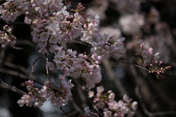 blp_sakura2015bl