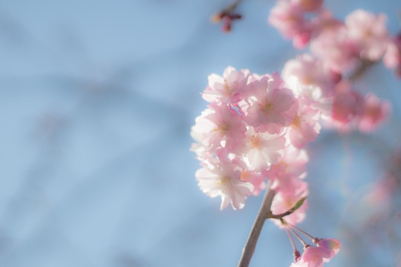 blp_sakura2015bl_05