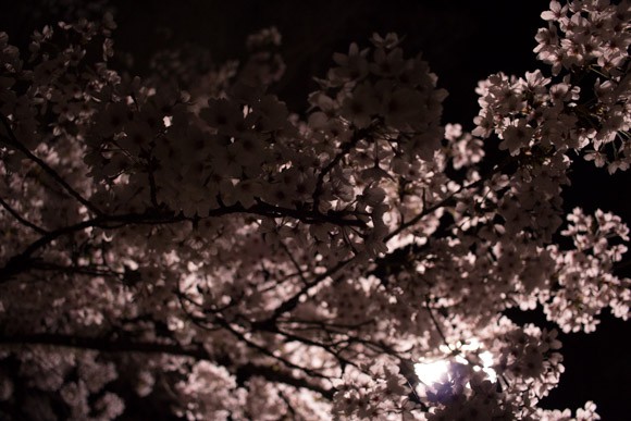 blp_sakura2015bl_06