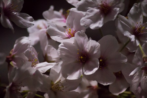 blp_sakura2015bl_07